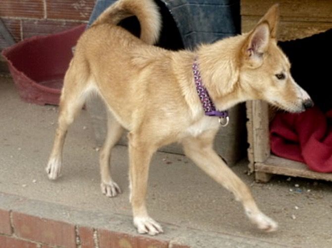 Apasa busca un hogar para Gwenna, una pastor alemán mestiza que ha crecido en la protectora