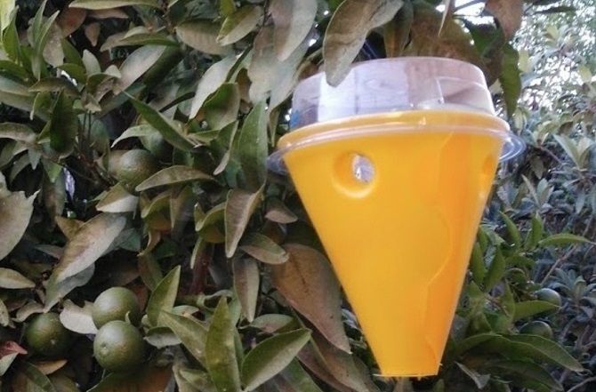 Teulada reparte entre los agricultores trampas para la mosca de la fruta