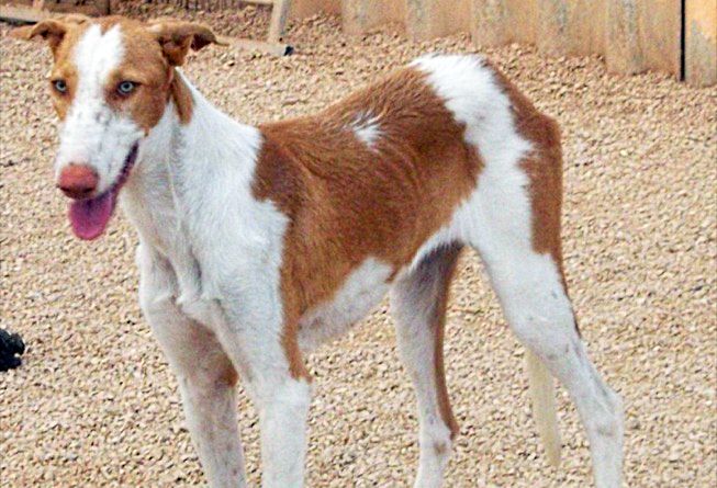 Apasa busca un hogar para una de sus podencas más jóvenes