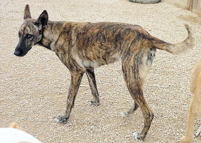 La protectora de animales municipal busca un hogar para uno de sus perros