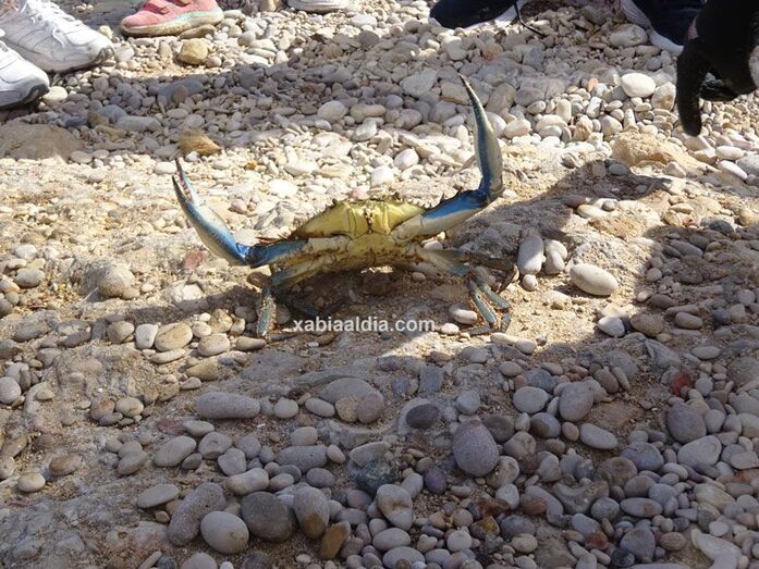 Capturan varios cangrejos azules en la playa de la Grava