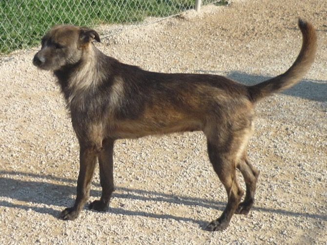 Apasa busca un hogar para la fiel Denise