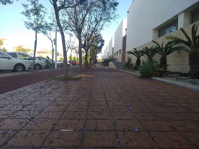 Editorial: El futuro negro, no morado, de las jacarandas