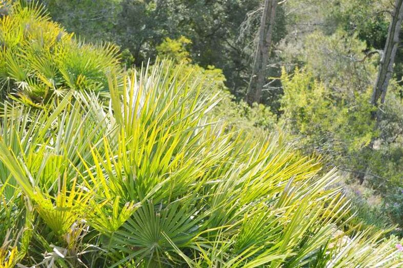 El Parque Natural del Montgó pone en valor el uso tradicional del 