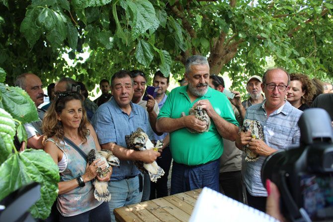 Contactos transoceánicos para localizar a una de las jóvenes águilas pescadoras reintroducidas en la Marjal