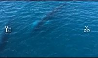 Vídeo: Unas ballenas en la  costa de Dénia vistas desde el aire