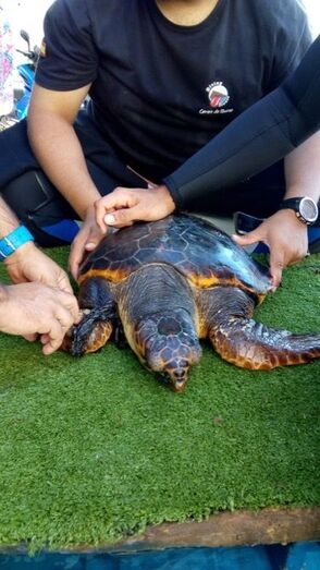 Una empresa de buceo rescata una tortuga atrapada en unas redes