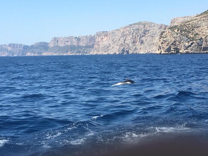Localizan un delfín muerto en la Granadella