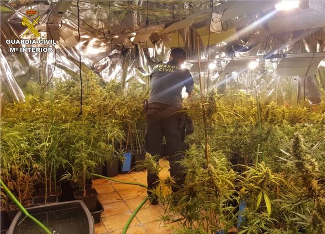 La Guardia Civil de Jávea desmantela una plantación con 550 plantas de marihuana