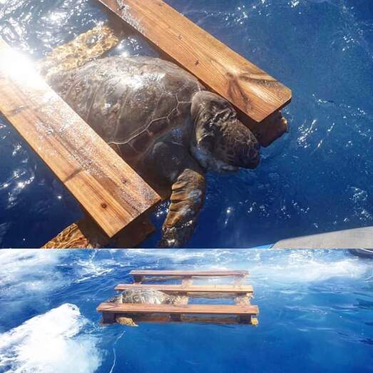 Fotonoticia: Una tortuga atrapada en un palet de madera