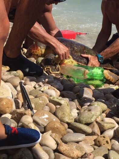 Desenredan y devuelven al mar una tortuga en el Portitxol