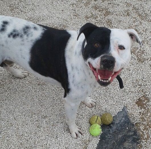 Apasa busca un hogar para Tayson