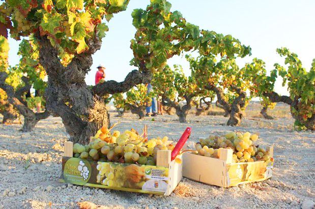 Benitatxell celebra su primera festividad dedicada al moscatel