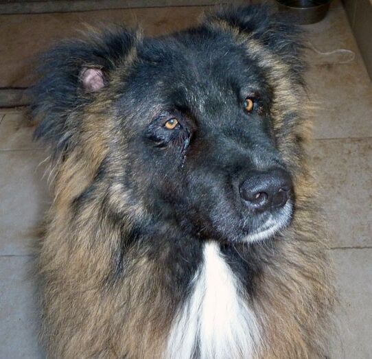 Apasa busca un hogar para el gran Bruce