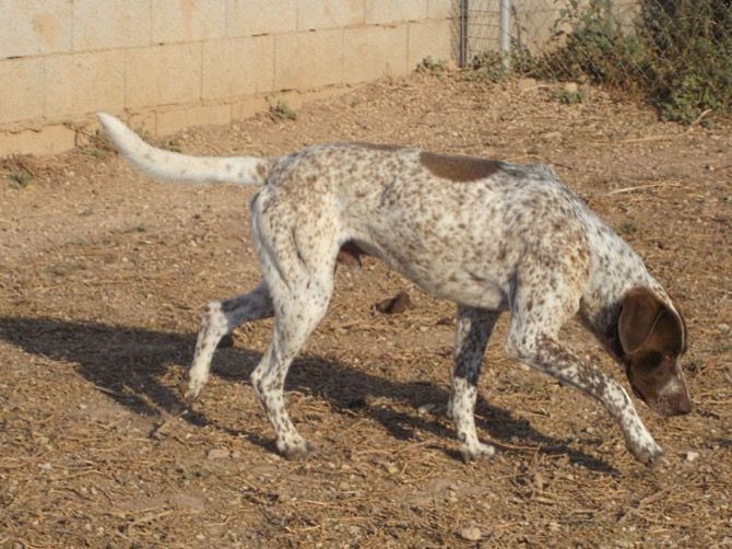 La protectora de animales Apasa busca un hogar para Xaver