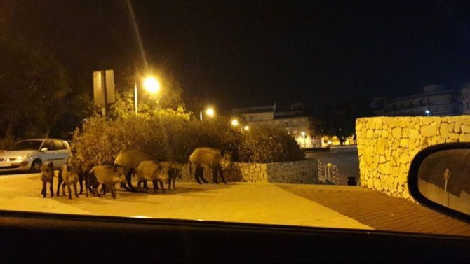 Una familia completa de jabalíes en la plaza de la Constitución