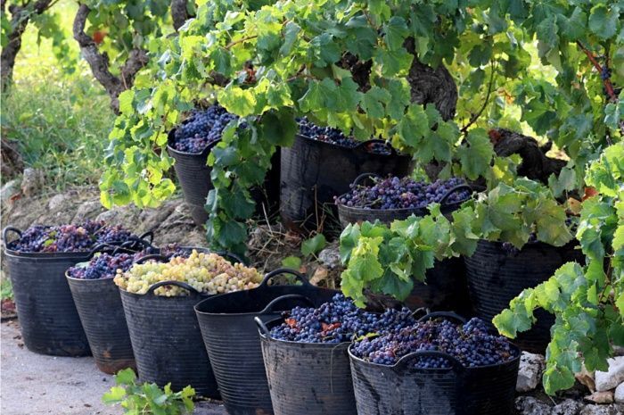 La Vall de Pop celebra el inicio de la campaña del vino este sábado con una vendimia y una cena