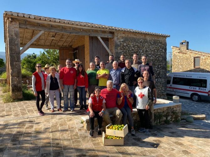 Voluntarios de Cruz Roja Jávea y Dénia recogen mandarinas para las familias necesitadas