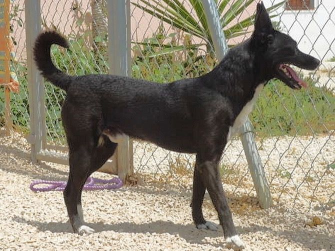 Apasa busca un hogar para Lucas, un perro con una difícil historia