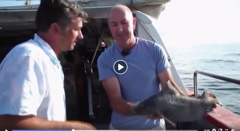 El programa Terra Viva se sube al Cap Prim II para conocer las especies de tiburones que viven en el Mediterráneo