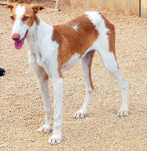 Apasa busca una familia y un hogar para una de sus Podencos