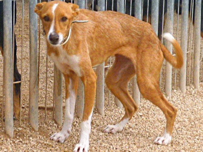 Apasa busca un hogar para la podenca Poes