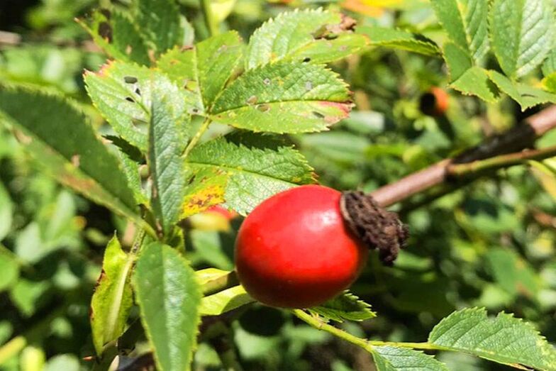 Una ruta recorrerá las sendas de Xàbia descubriendo las plantas y frutos del otoño