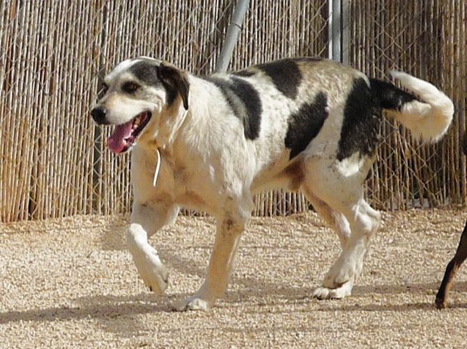 Se busca aldea gala para Asterix, uno de los perros en adopción de Apasa