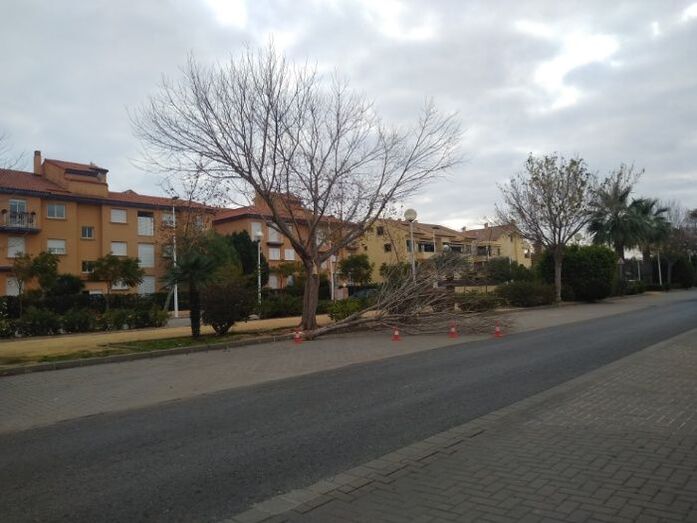 Fotodenuncia: Ramas de árboles caídas en la calle