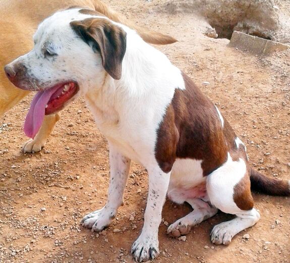 Apasa busca un hogar para Vinto, su simpático perro 