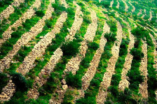 El parque natural del Montgó propone redescubrir el antiguo Camí de les Colònies