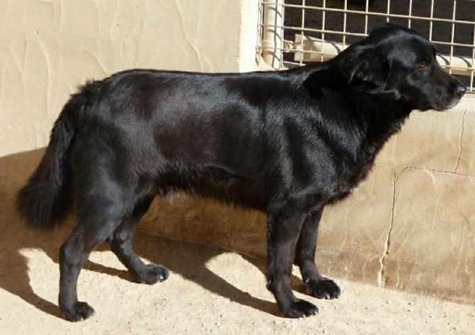 Apasa busca un hogar y una familia para Joseph