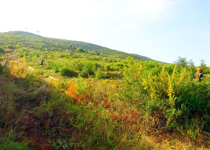 Vaersa destina 500.000 euros para limpiar de especies invasoras la zona de La Granadella
