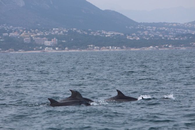 Un grupo de delfines se deja ver (y grabar) por la costa de Xàbia y Dénia