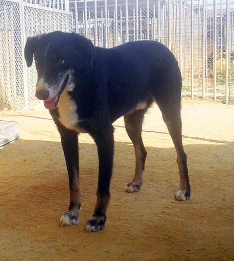 Apasa busca un hogar para Lothar
