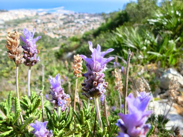 El Parque Natural del Montgó propone descubrir su importante reserva florística