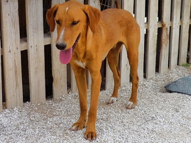 Apasa busca un hogar y una familia para Weinand