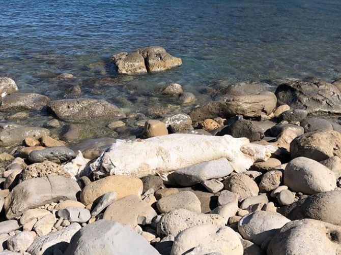 Fotonoticia: Encuentran un delfín muerto en la Cala Sardinera