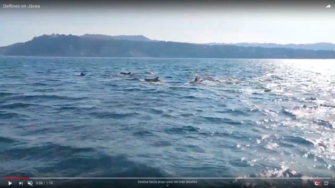 Vídeo: Delfines por la bahía de Xàbia en febrero