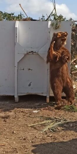 Un operario de la recogida de la basura localiza un oso disecado en un punt verd