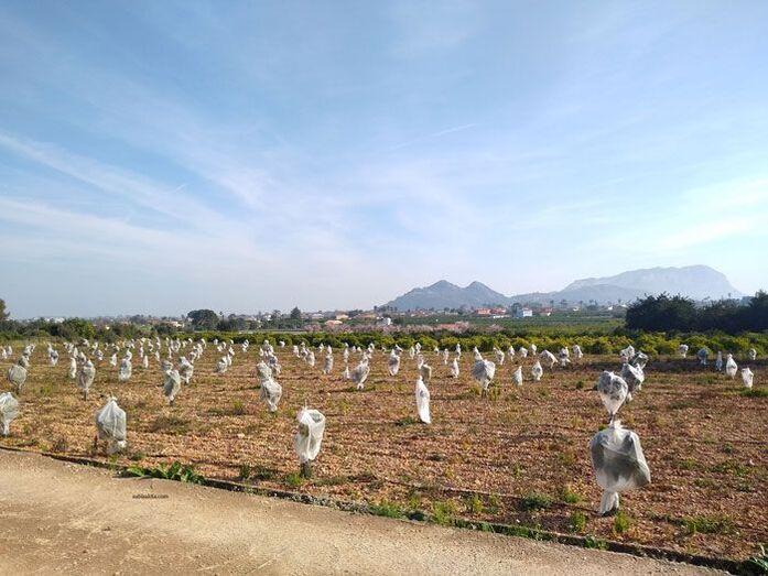 El sector agrario de la comarca se reinventa para paliar los efectos de la crisis sanitaria