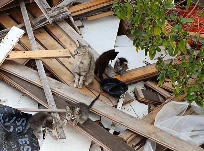 Jávea Feral Cats alerta del aumento de los gatos callejeros durante el estado de alarma