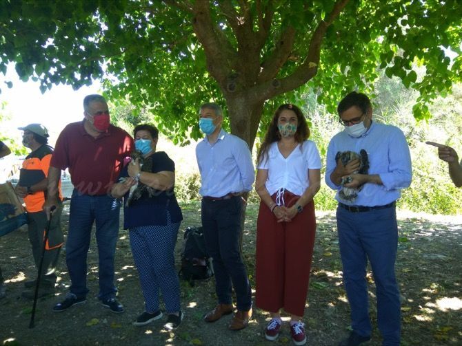 Tres nuevas crías de águila pescadora llegan a la Marjal de Pego-Oliva