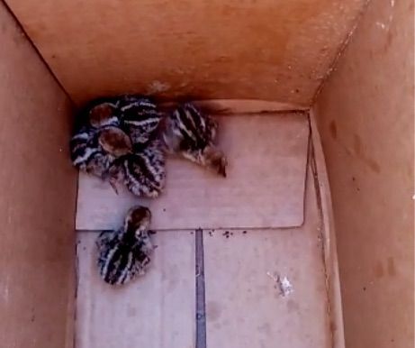 Un cazador de Xàbia salva a cinco crías de perdiz que cayeron en una alcantarilla