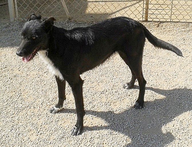 Apasa busca un hogar y una familia que adopte a Kerry