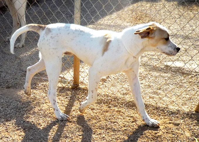 Apasa busca un hogar para el enérgico Nemo