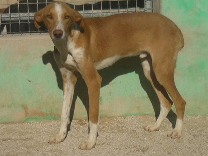 Apasa busca un hogar para uno de sus podencos