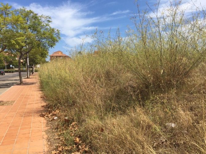 Los vecinos del residencial Bolonia piden al Ayuntamiento que limpie la parcela municipal que linda con sus viviendas Los vecinos del residencial Bolonia piden al Ayuntamiento que limpie la parcela municipal que linda con sus viviendas