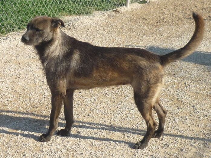 Apasa busca un hogar para Denise, una mestiza capaz de convertirse en una gran compañera
