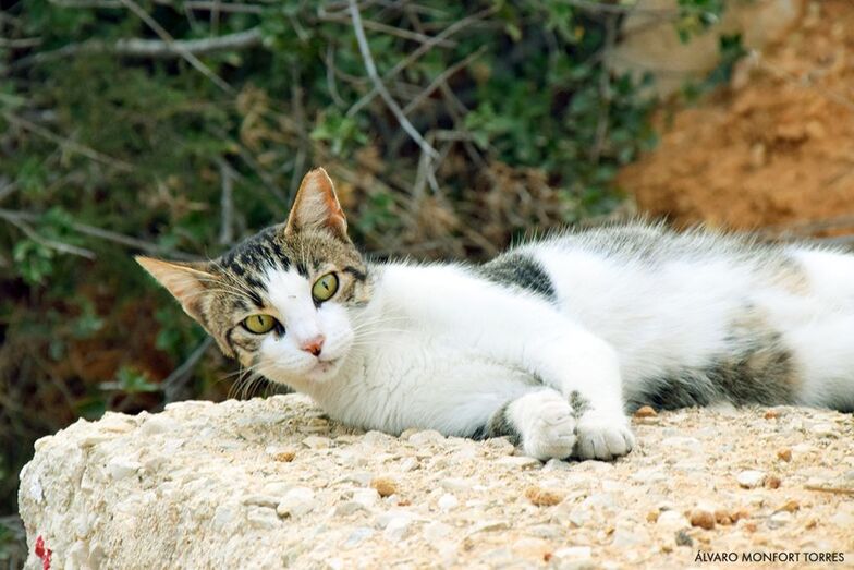 Catland Jávea solicita la colaboración vecinal para la creación de colonias controladas de gatos